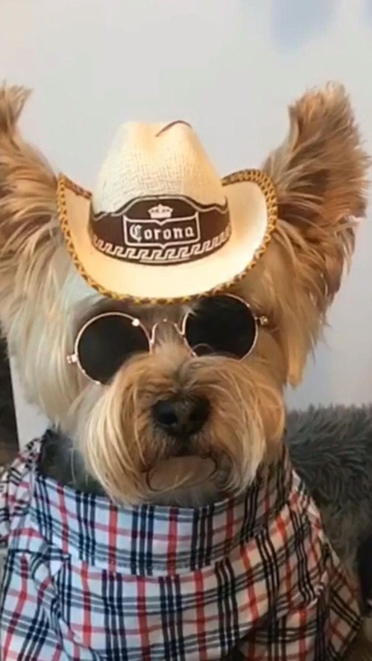 Yorkie Boy with Cowboy Hat [Video] | Yorkie, Dog poo bags, Teacup yorkie