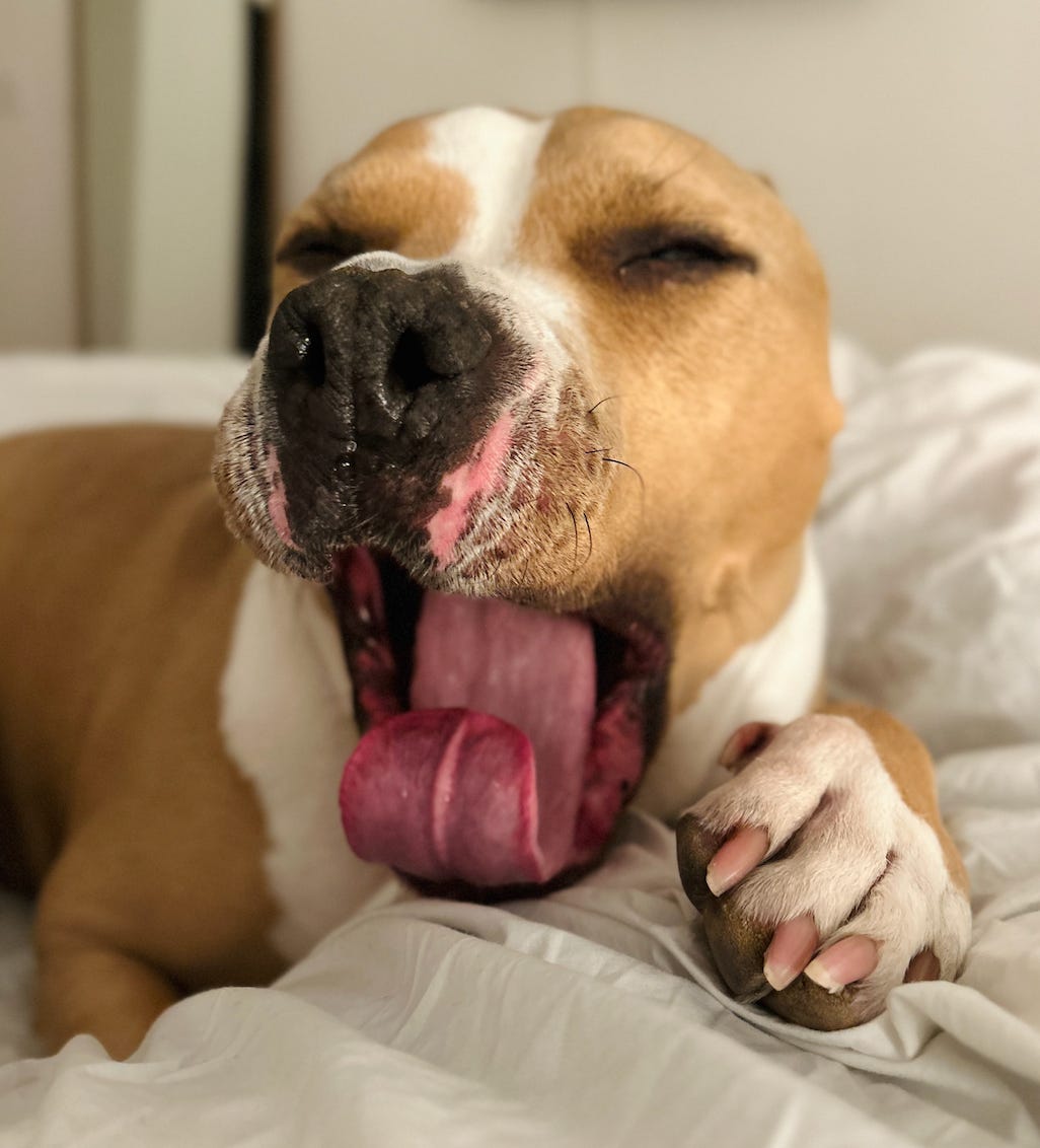 Elvis taking a big yawn