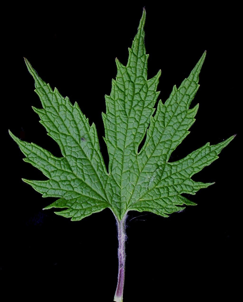 Photo of motherwort leaf by Laval University, CC BY-SA 4.0 <https://creativecommons.org/licenses/by-sa/4.0>, via Wikimedia Commons Photo of motherwort leaf by Laval University, CC BY-SA 4.0 <https://creativecommons.org/licenses/by-sa/4.0>, via Wikimedia Commons