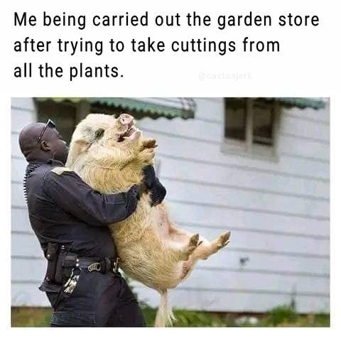 May be an image of 1 person and text that says 'Me being carried out the garden store after trying to take cuttings from all the plants. @cactusjerk'