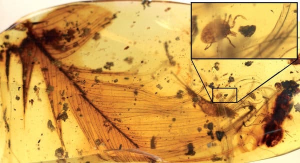 An image of a 99-million-year-old tick, enlarged at inset, grasping a dinosaur feather, preserved in amber found in Myanmar.