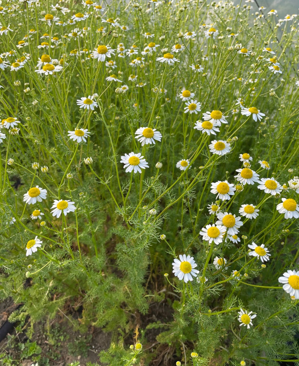 Chamomile flowers ready for harvest 