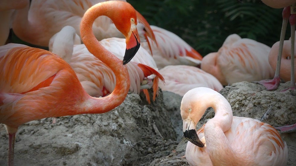 Denver Zoo introduces same-sex flamingo couple, Freddie Mercury and Lance  Bass, to mark Pride month | The Hill