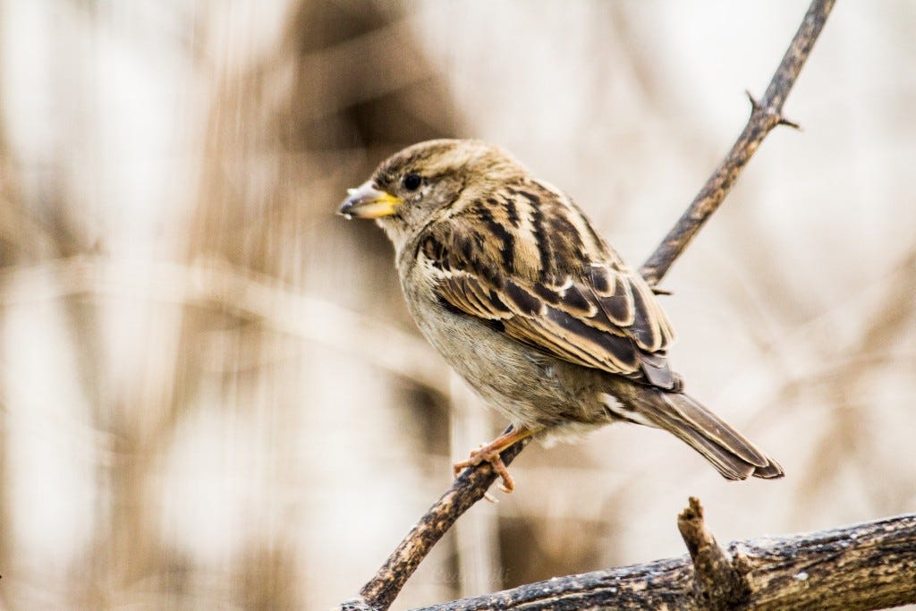 English Sparrow