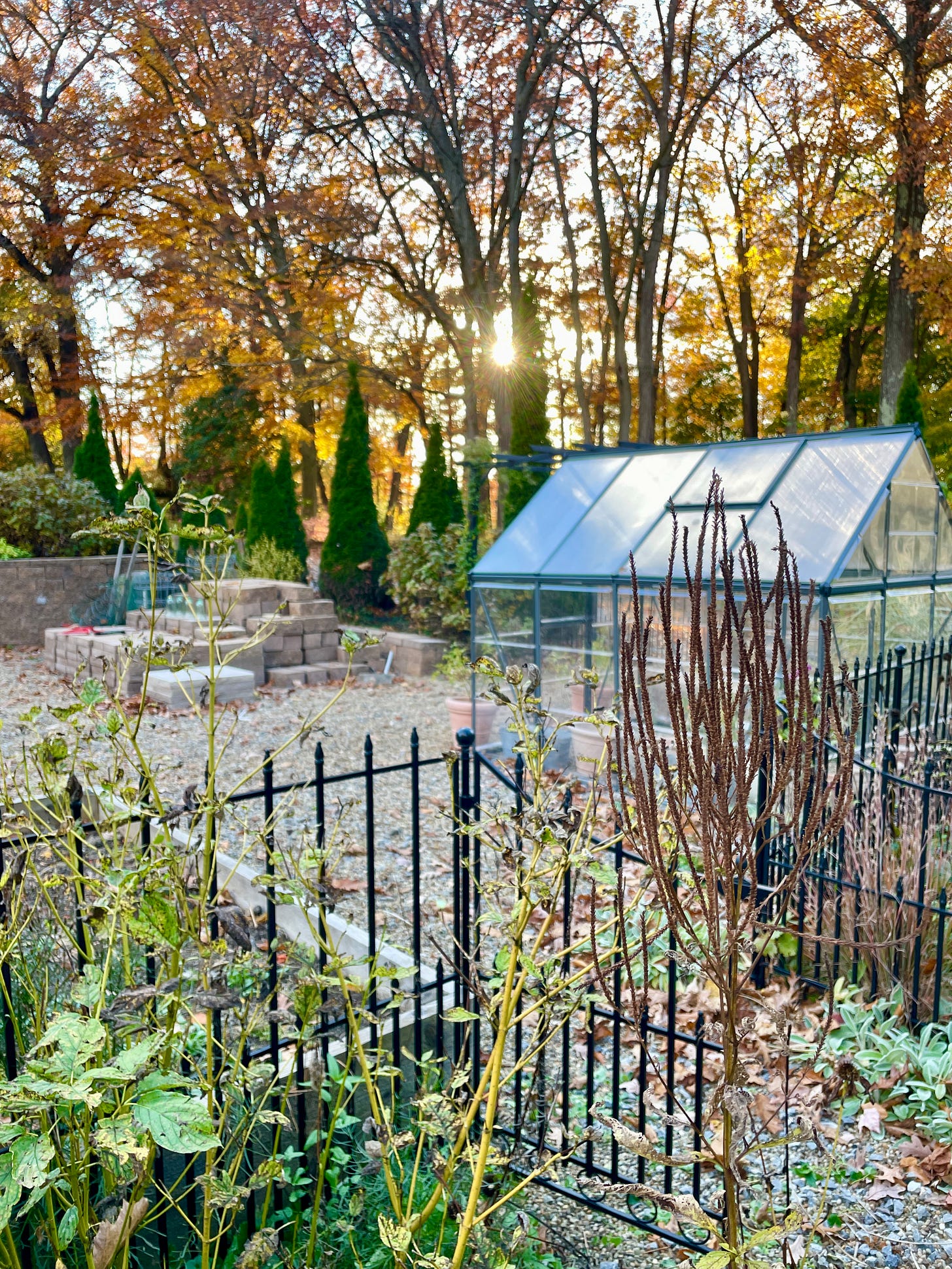 Standing in the Long Border looking into the Kitchen Garden. Our new greenhouse will face its first winter, and there is still lots to put away from a busy season of flowers and veg. 