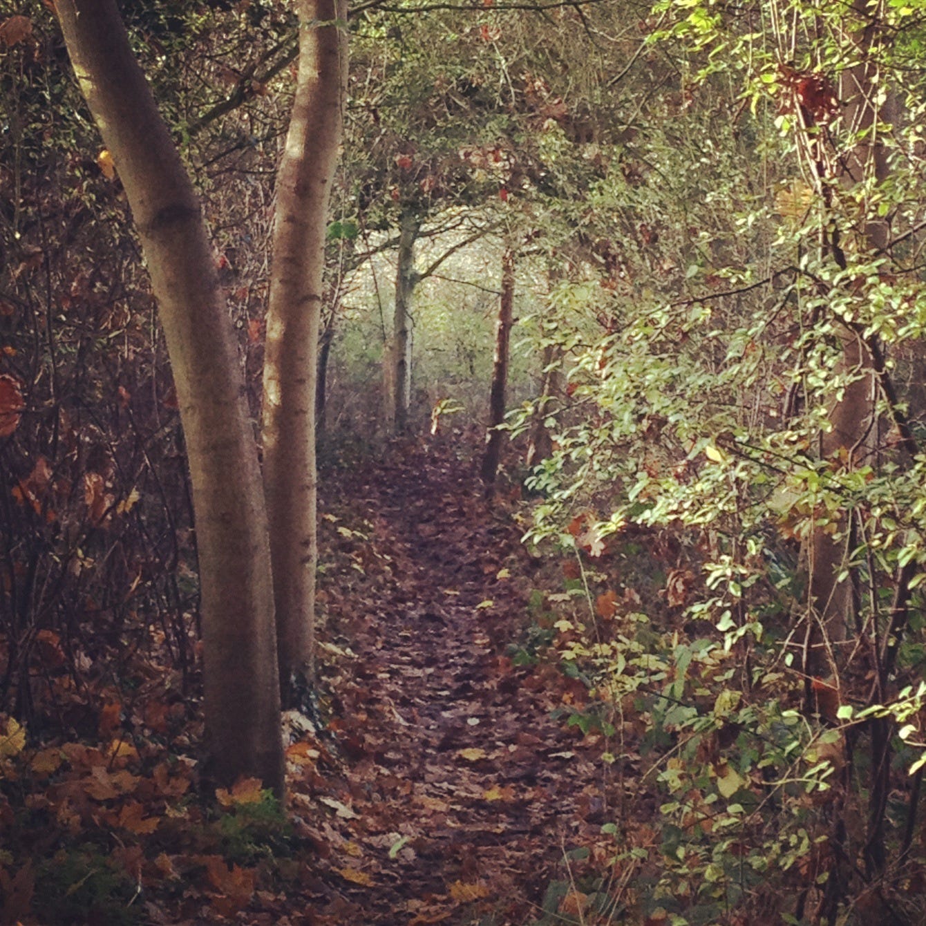 A path covered in russet and gold leaf litter winds through the centre of the photograph. On the left of the path two tree trunks soar upwards, a tangled hedge behind them. On the right the path is hemmed by greening shrubbery that arches over the path further down, turning the path into a tunnel. There is no sky visible and the quality of the light gives the whole photo an enchanted feeling.