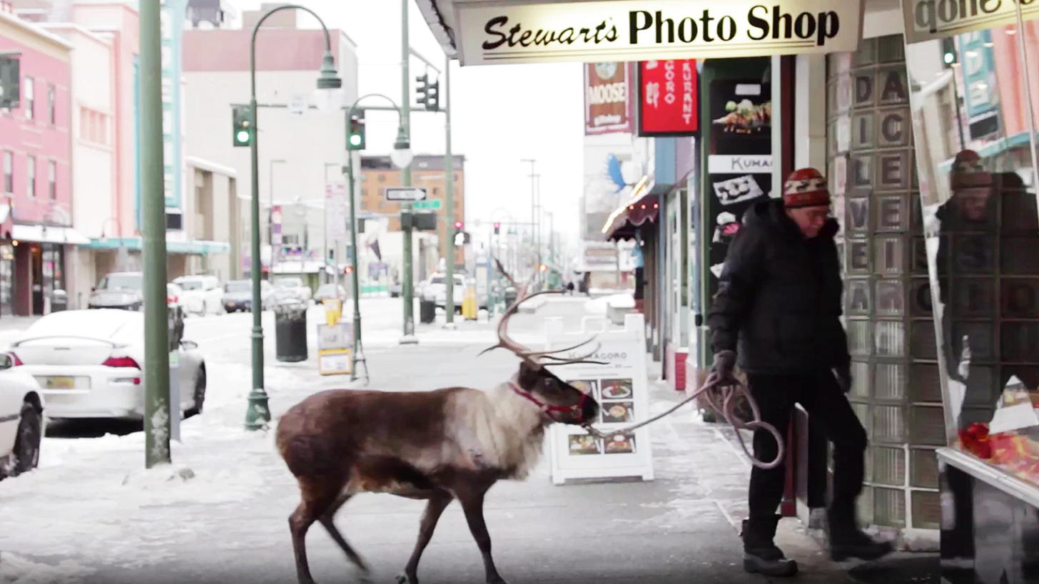 Star the Reindeer in Anchorage, Alaska.