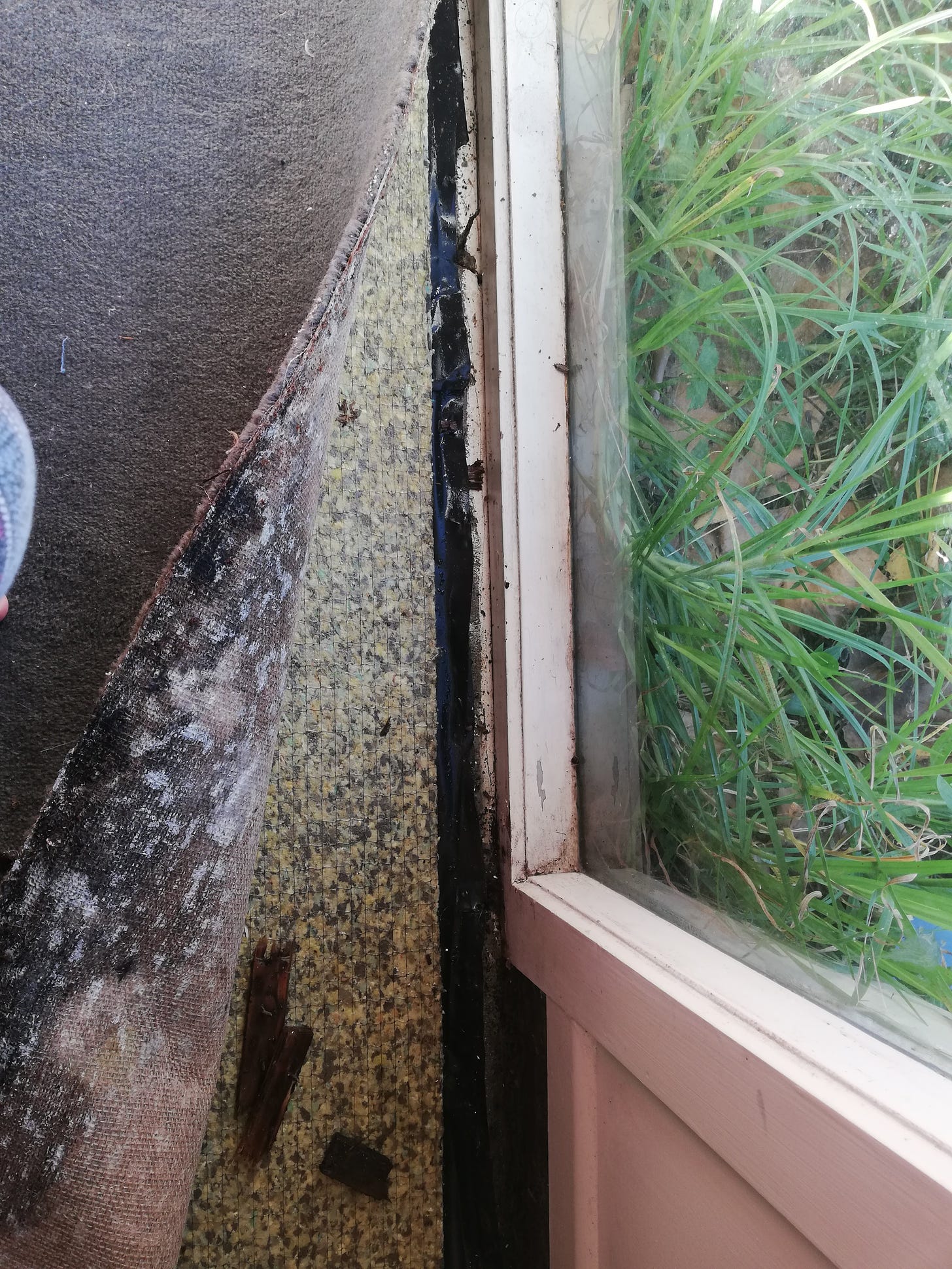 Carpet pulled up showing mould on the bottom and cracked holey floor and windowframe