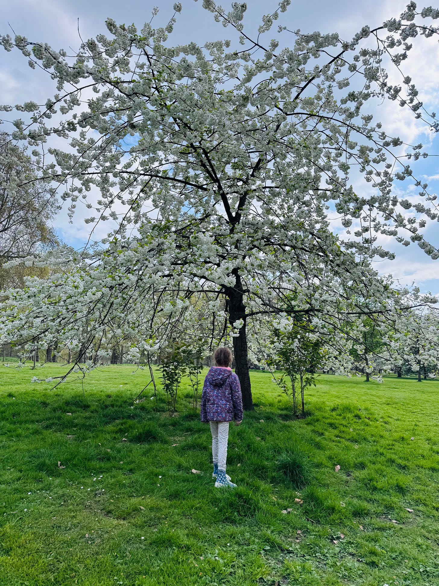 Trees in full bloom with white flowers. In front of one tree, Marlow stands with her back facing the camera, looking up at the flowers.
