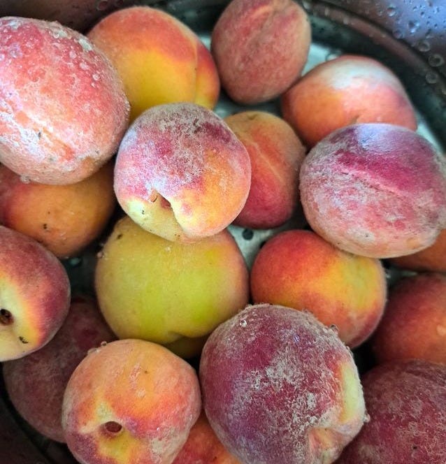 just picked peaches