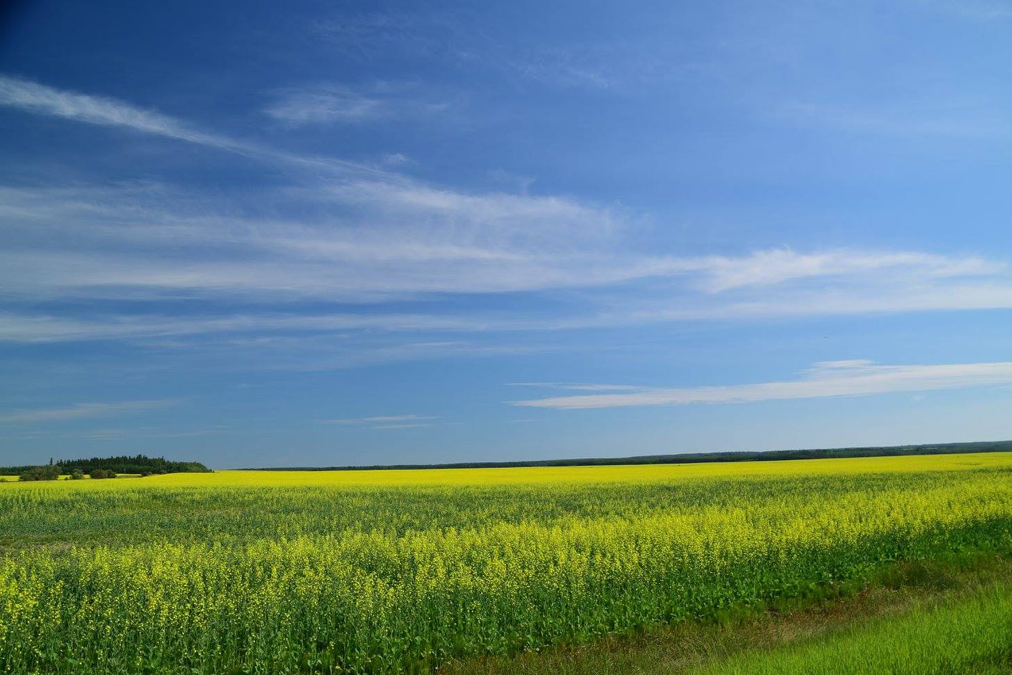 Photo of a blue sky over a field of ripe, yellow canola. 