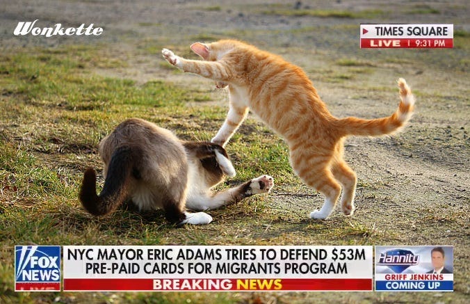 Stock photo of a ginger tabby pouncing on a brown and white Siamese cat in a grass and dirt lot, with a Fox News chyron and 'Live: Times Square' badge from Hannity video superimposed. 
