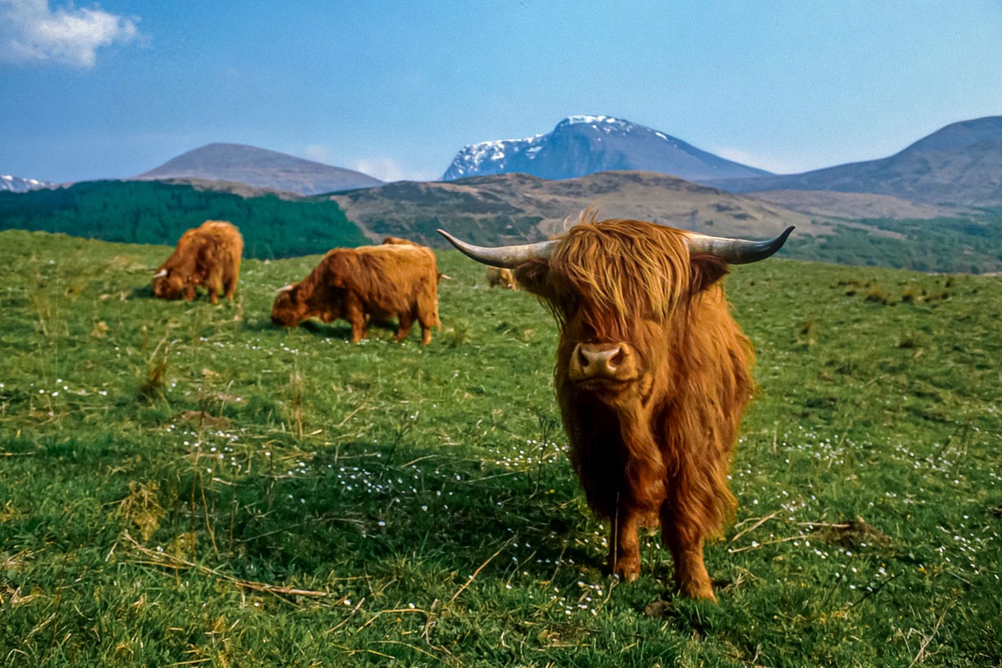 Dónde ver vacas de las Highlands en Escocia | VisitScotland
