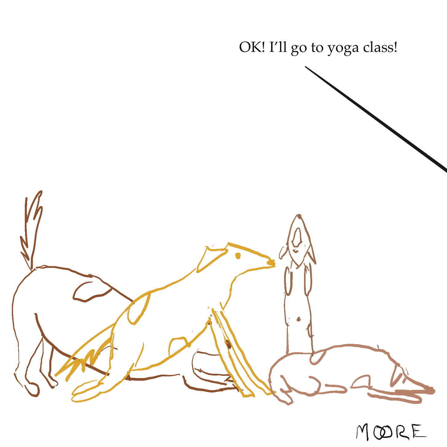 Dog doing yoga