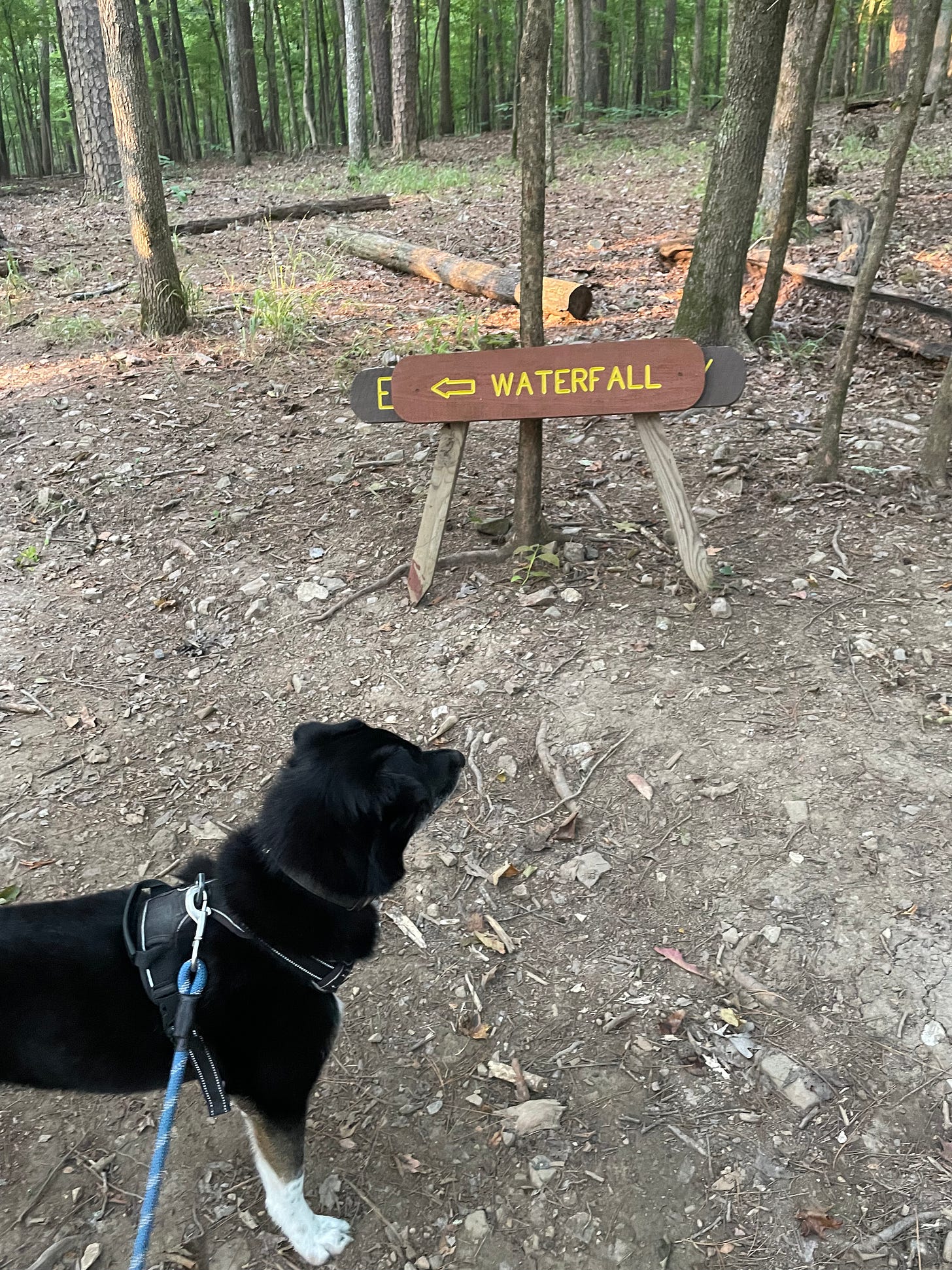 Black dog on a blue leash on a dirt road trail in the forst stands facing “waterfall” arrow sign pointing left. 