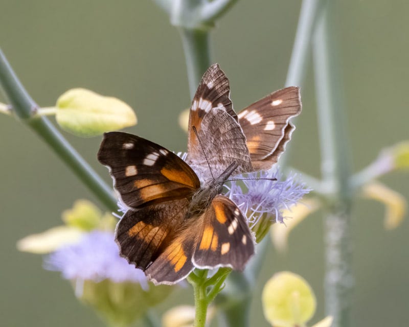 20240915-mby-464-Edit.jpg