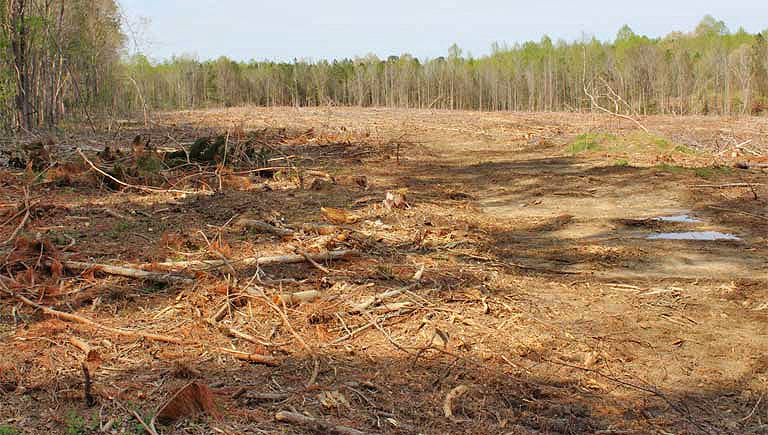 In the spring of 2019, investigators tracked logging trucks coming from a mature hardwood forest and going to Enviva’s Northampton, North Carolina, facility. 