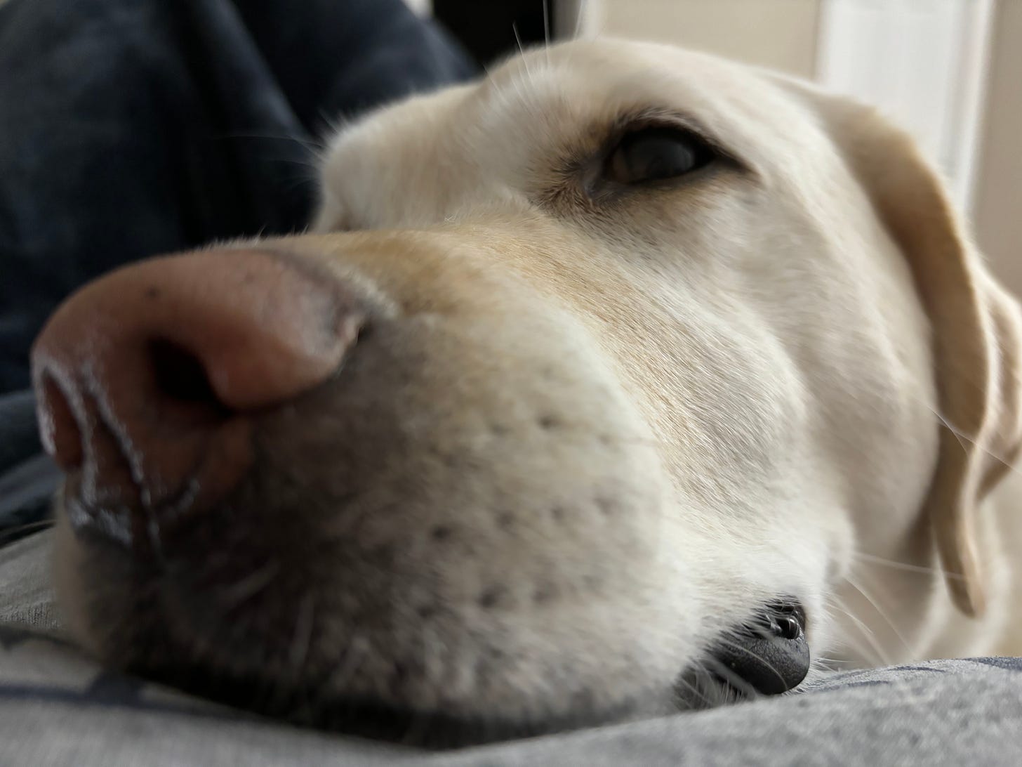 A yellow Labrador retriever gets ready for a nap. 