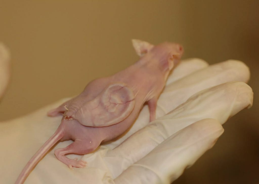 Why Scientists Put An Ear On A Mouse - Ripley's Believe It or Not!