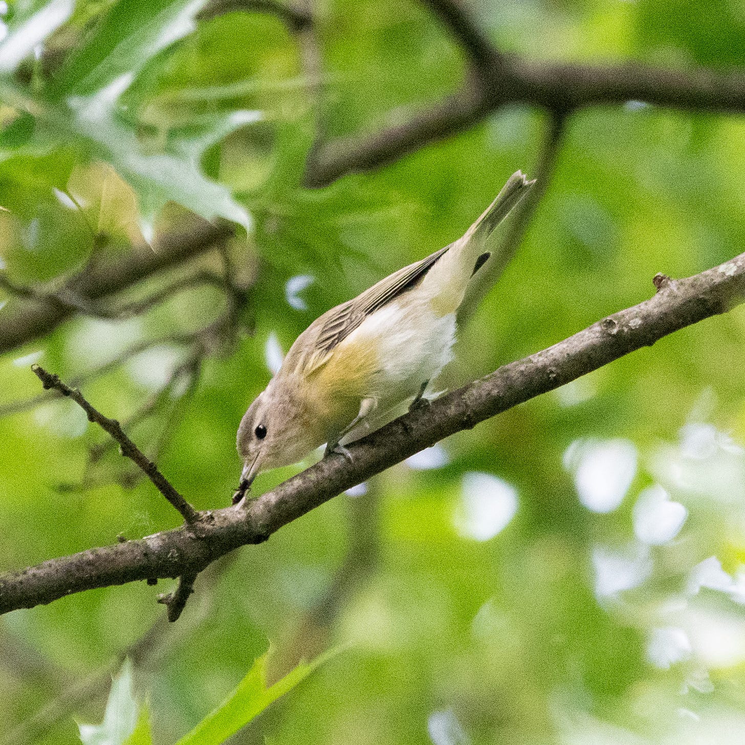 A small bird is perched diagonally, with a flying bug caught in its beak; the bird has a gray cap, a yellow chest, and a white belly