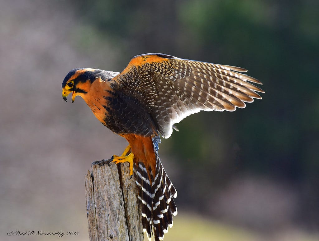Aplomado Falcon The Art of Birds ! | The aplomado falcon is … | Flickr