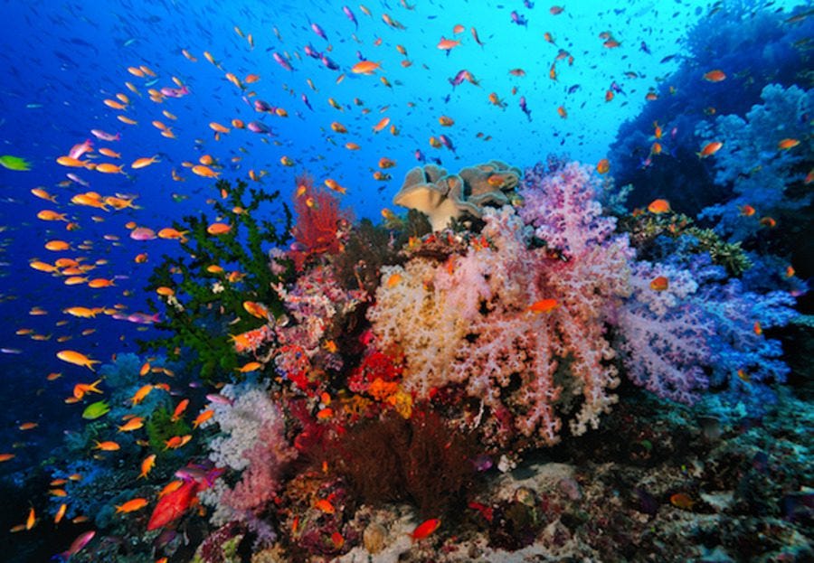 Beautiful coral seen snorkeling in Fiji