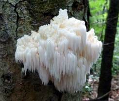 Buy Lion's Mane Mushroom Extract Powder | Hericium Erinaceus
