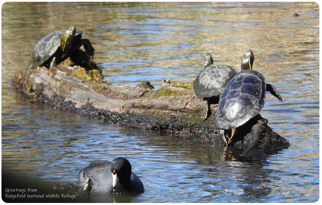 Three painted turtles hauled out on a log sticking out of the water.  A coot is in the foreground.  Text reads "Greetings from Ridgefield National Wildlife Refuge."