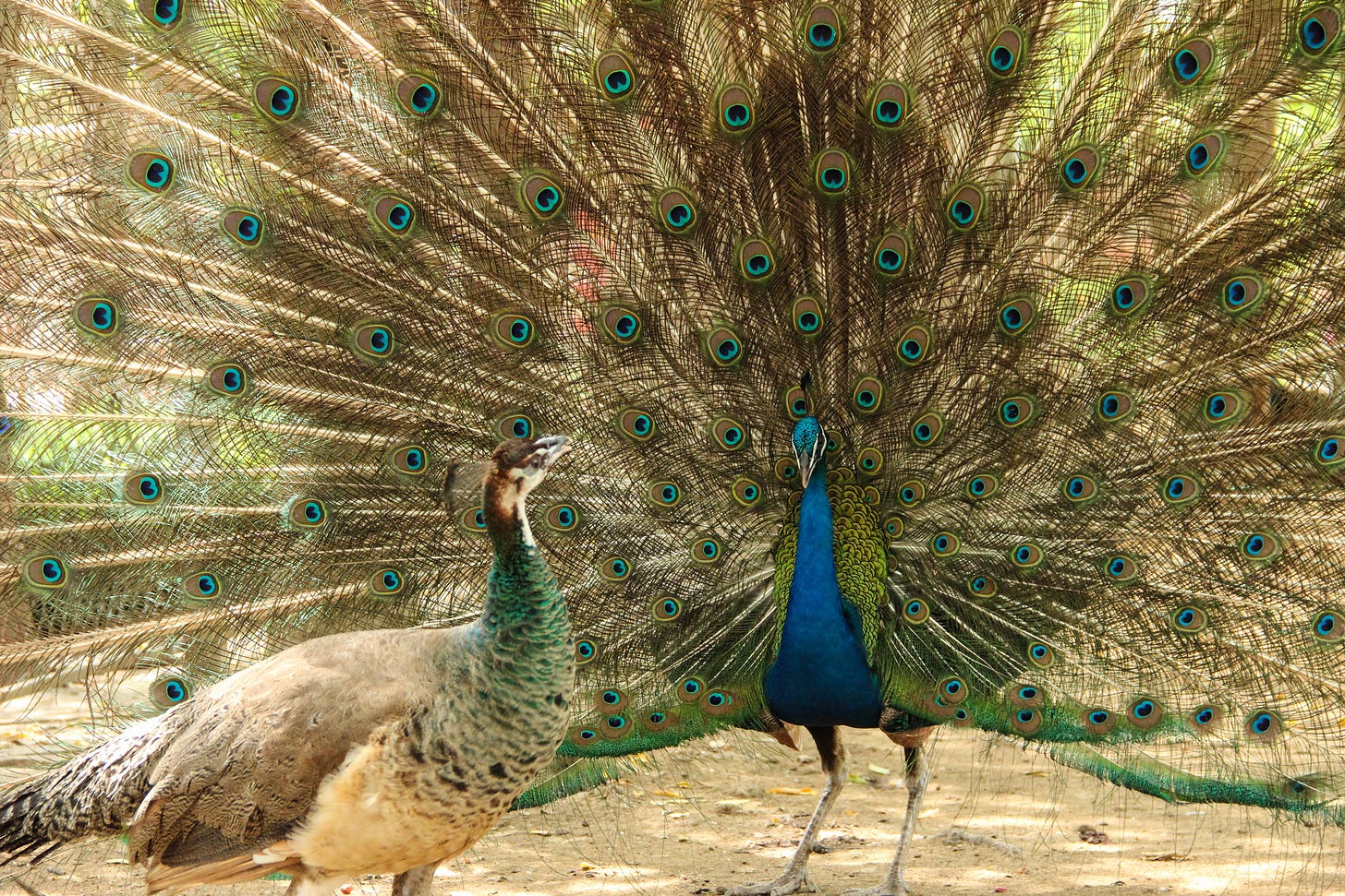 Visual Differences Between Male & Female Peacocks | Pets on Mom.com