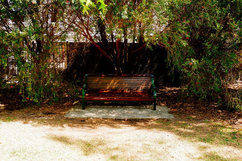 an inviting park bench framed my tree branches