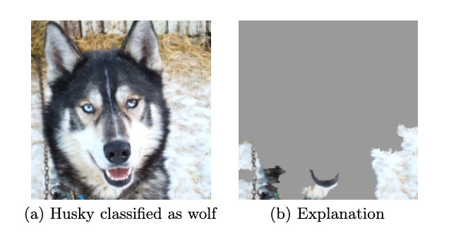 Left: image of a husky classified as wolf. Right: HIghlighting the snow in the background which was the reason for misclassification