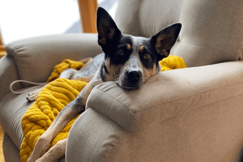 Scout the Australian cattle dog lounging in an armchair the day after she ate four ounces of dark chocolate