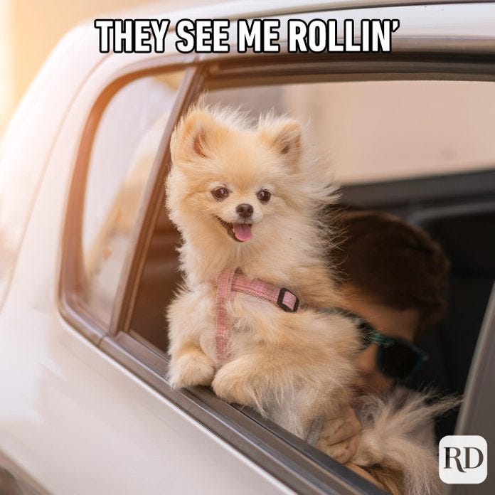 10 Furry Funny Dog Memes | The Buddy System – The Buddy System