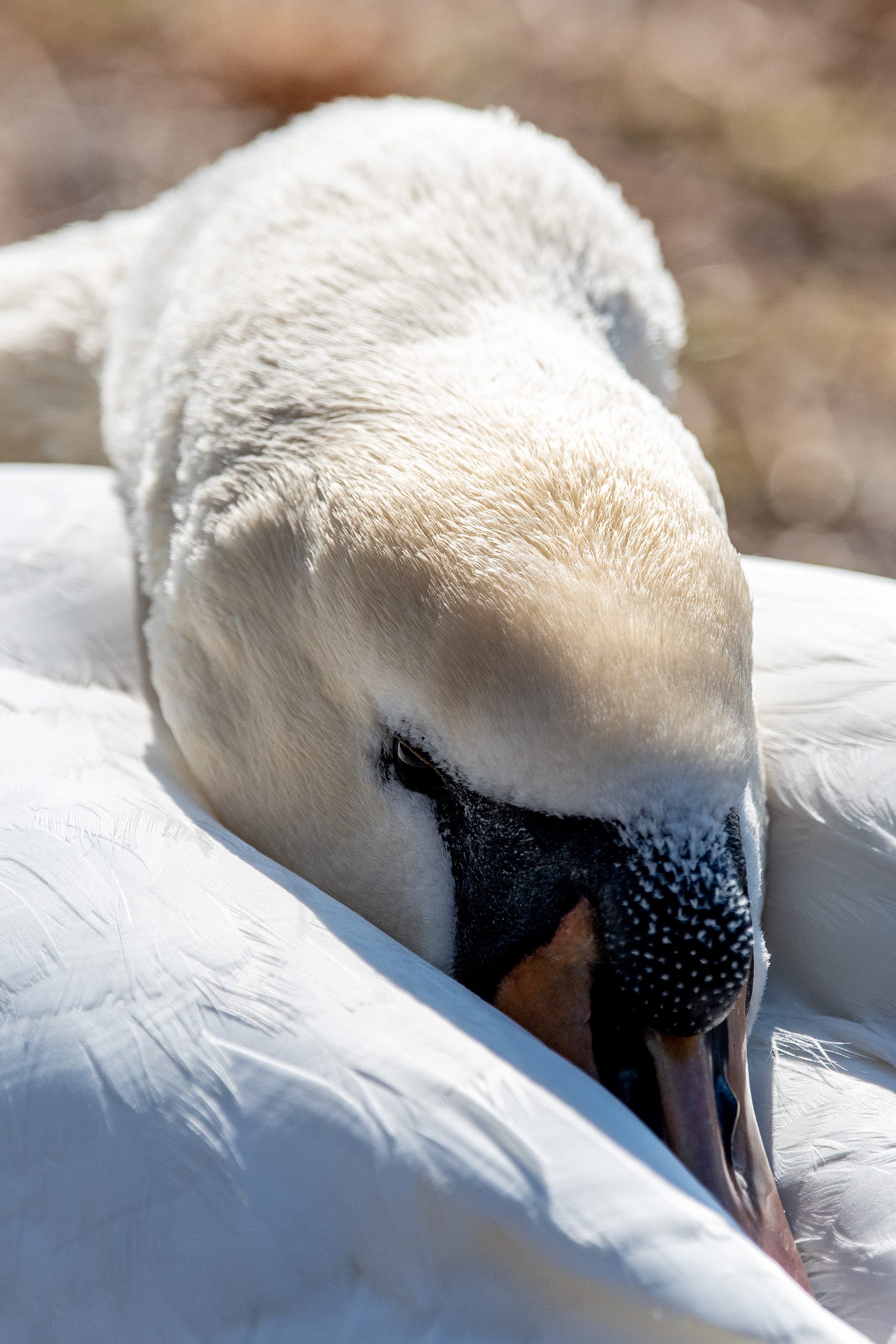 Close-up of a mute swan's face, its beak snuggled into the feathers of its back, between its wings