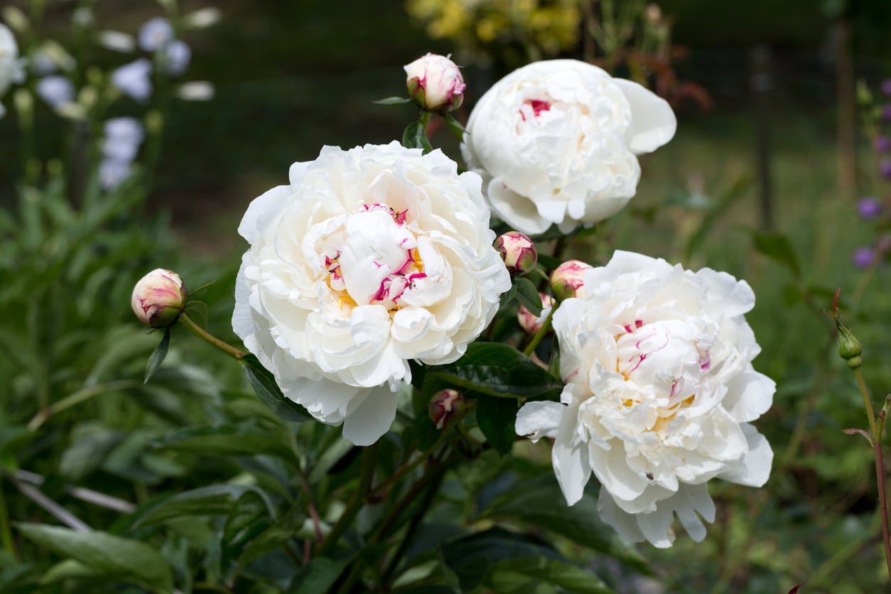 Growing White Peony Plants – Choosing White Peony Flowers For The Garden |  Gardening Know How