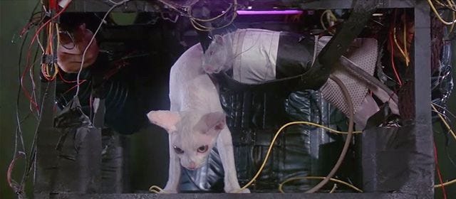 Mysterious Sci-Fi Cat