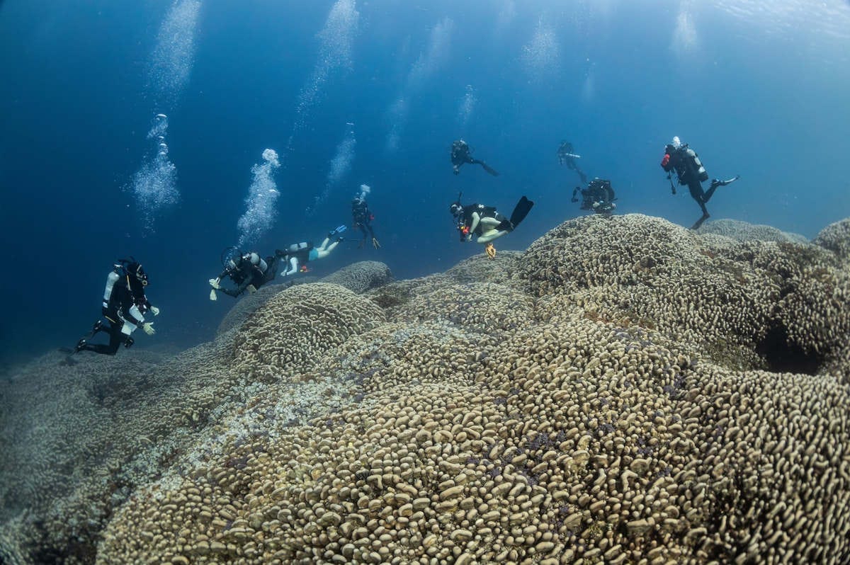 un inmenso coral de 34 metros de largo descubierto en las islas Salomón