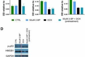 Figure 4. Effect of 2-BP treatment on senescence markers. Levels of p-p53 (A), HMGB1 (B), and lamin B1 (C) were measured in cell extracts from VSMCs. Cells were either pretreated with 2-BP for 24 hours before doxorubicin (DOX) treatment or treated with 2-BP alone for the specified durations. Protein levels were assessed using Western blotting, with representative blots shown (the red line indicates where the blot was cut) (D). Data are presented as means ± SEM from N=3 biological replicates. Statistical significance was determined using one-way ANOVA; *p