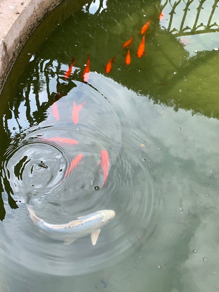 a pond filled with many small, bright orange fish and one very big white fish