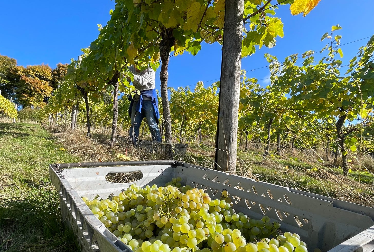 A punnet of grapes being harvested