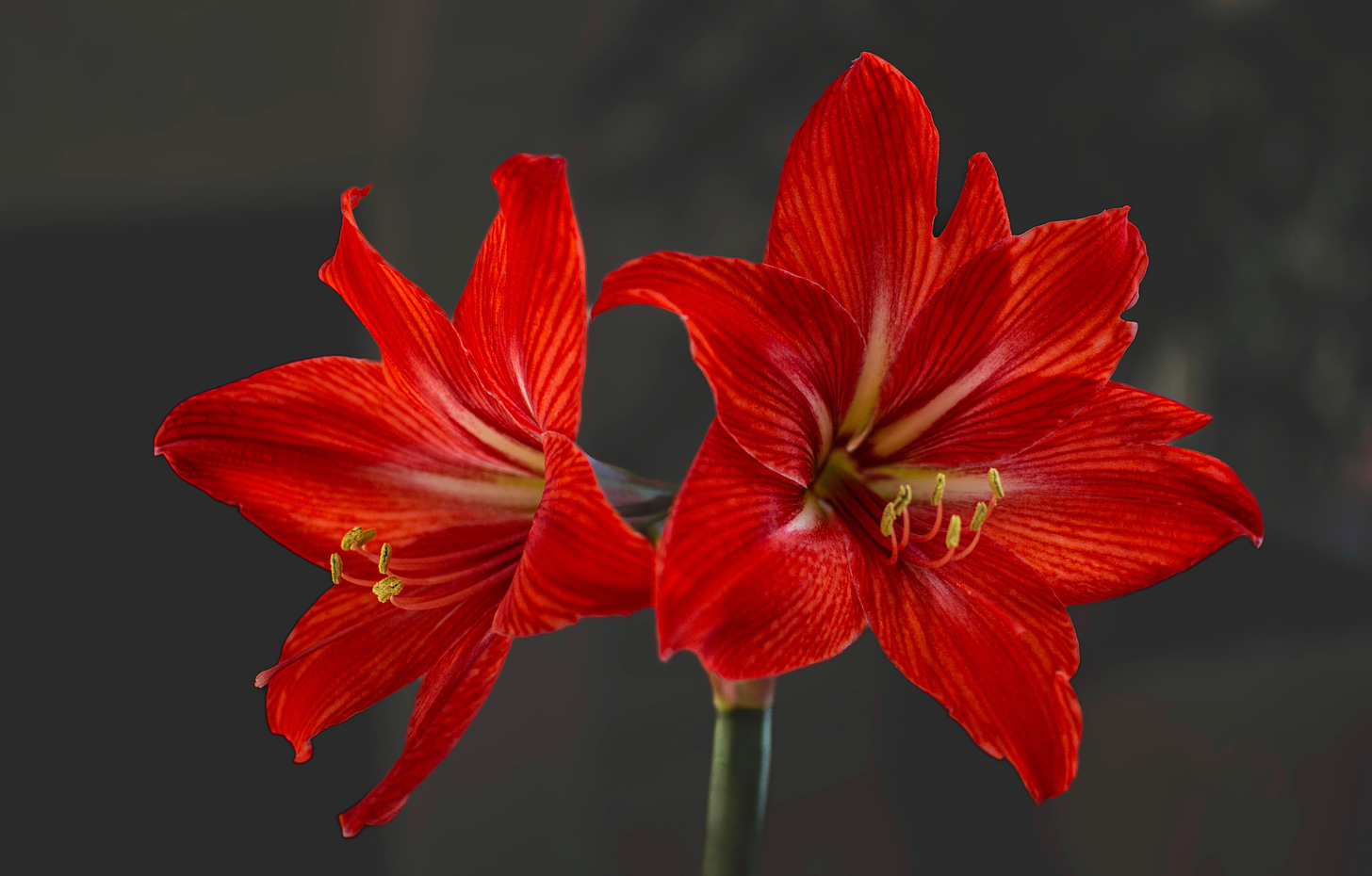 Two red Amyrilis blooms against a dark background