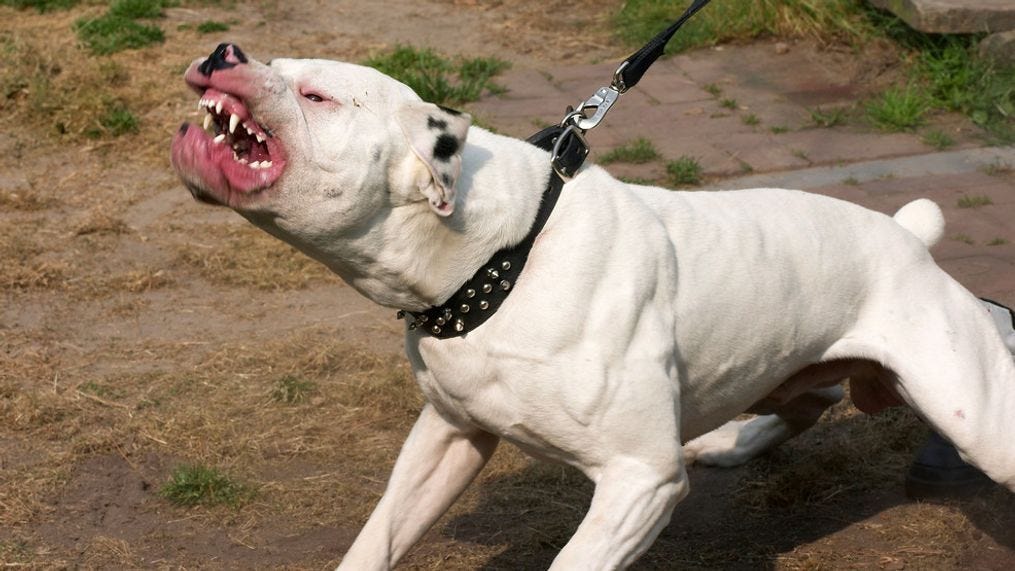 Man killed during savage attack by 2 American XL Pitbulls, leads UK to ban  the breed by year's end | KEYE
