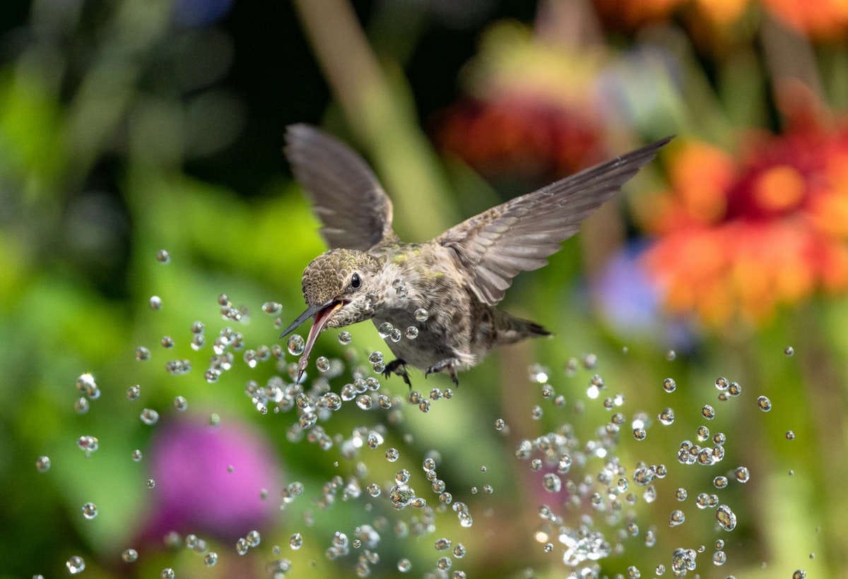 una hembra de colibrí de Ana, de colores pardos, bebe una gota de agua en pleno vuelo