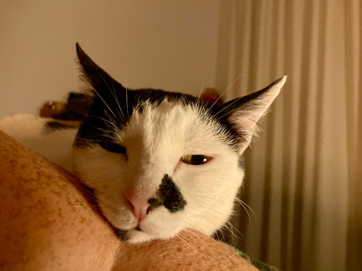 photo of a white and black cat resting its chin on a person's arm