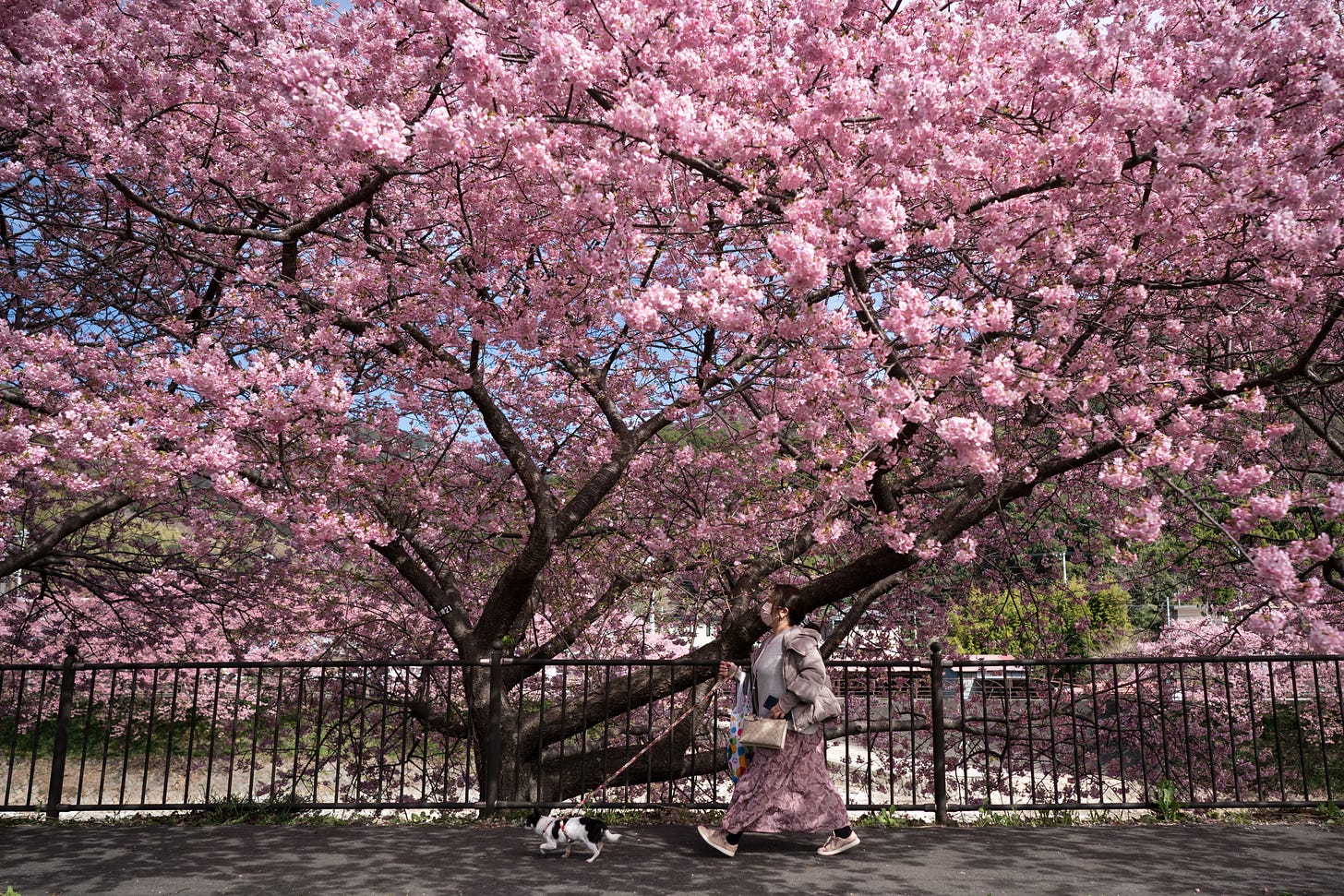 A woman walks her dog under Kawazu-zakura cherry trees on February 20, 2023 in Kawazu, Japan. 