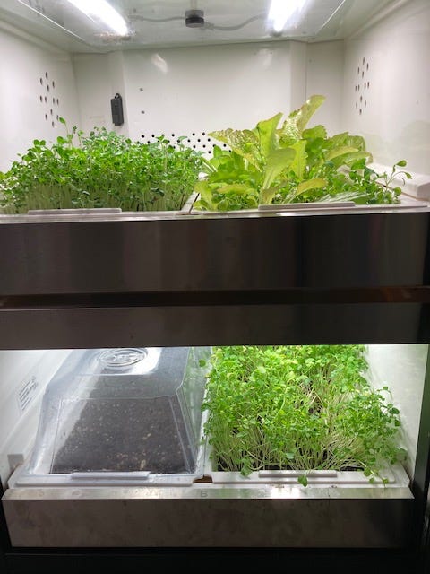 trays of microgreens growing inside an Urban Cultivator