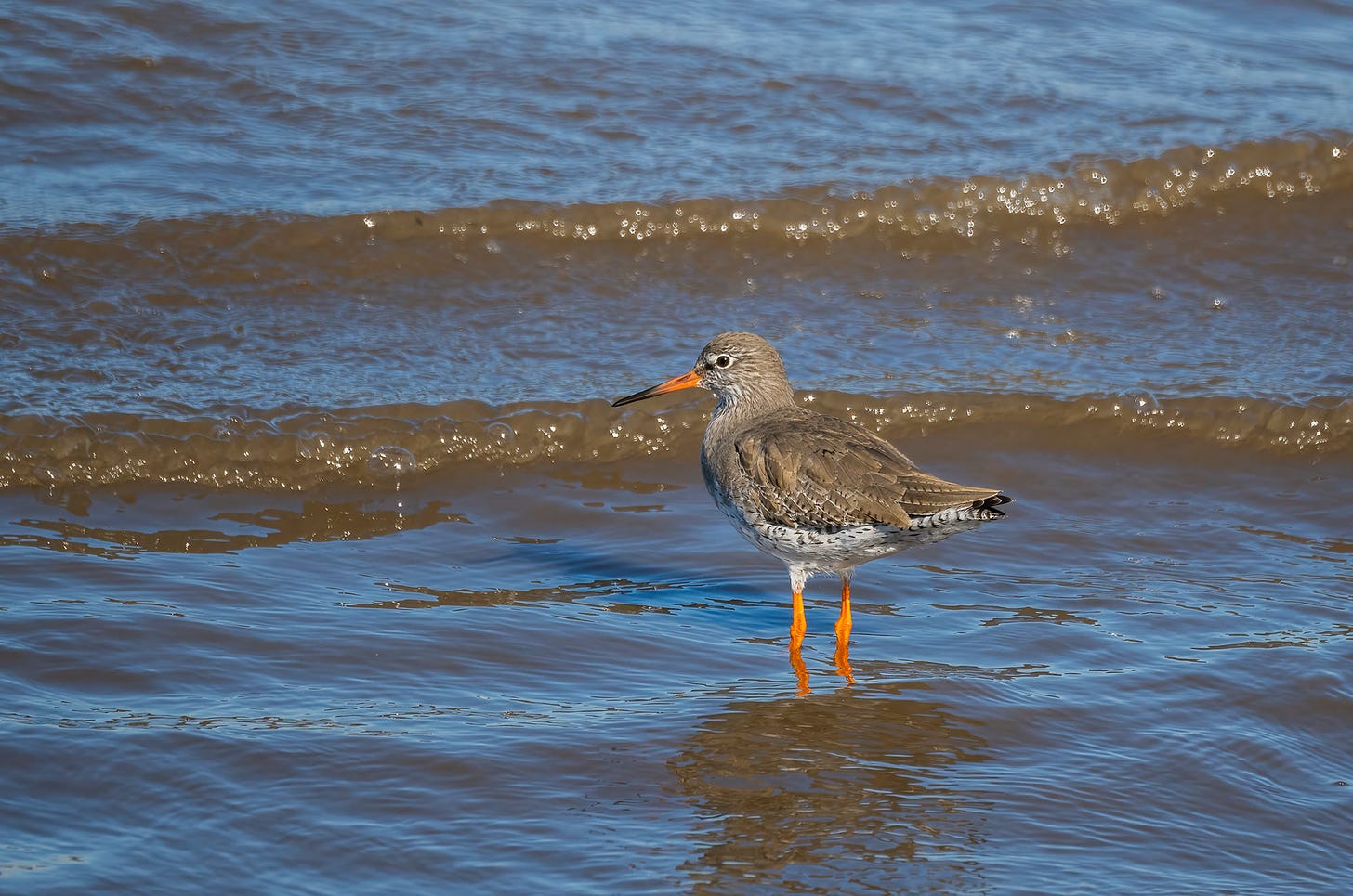 Photo of a redshank standing in shallow water with gentle waves in the background