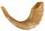 photo of a shofar