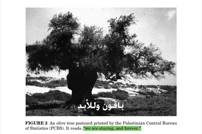 black and white post card of an ancient olive tree, with the following inscribed in Arabic: we are staying, and forever."