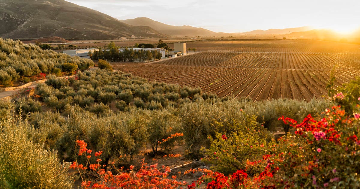 Where to Drink, Eat & Stay in Valle de Guadalupe, Baja California -  Thrillist